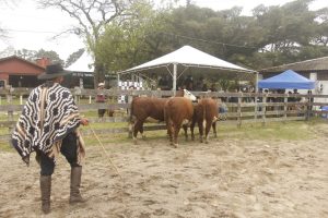 Resultados das raças Hereford e Braford da 98ª Expofeira de Pelotas