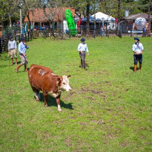 Conheça os campeões Hereford e Braford da 112ª Expofeira de Bagé