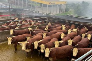 XI Concurso de Carcaças Carne Hereford etapa Frigorífico Silva já tem data definida