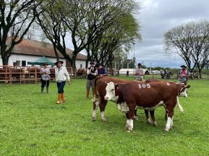 Conheça os campeões da 91ª Exposição agropecuária de Dom Pedrito – Farm Show
