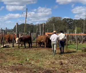 1ª Exposição de Hereford e Braford dos Campos de Cima da Serra divulga os grandes campeões