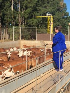 Inscrições abertas para o XI Concurso de Carcaças Carne Hereford etapa Frigorifico Silva