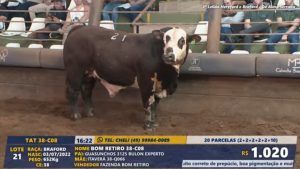 3ª edição do Leilão Hereford e Braford de Alma Serrana tem resultados expressivos
