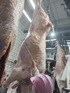 Último dia para inscrições do XI Concurso de Carcaça