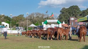 ABHB  divulga jurados do Mundial Braford