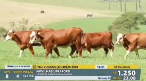 Cabanha Bela Aliança realiza o primeiro Leilão de Equinos e Bovinos com resultados notáveis