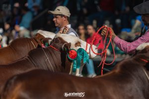 Mundial Braford prepara abertura de inscrições de animais