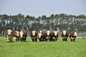 Comissão de Promoção da Raça Hereford é criada para fortalecer o setor