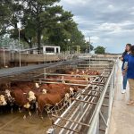 Vencedores do Concurso de Carcaça – Edição Especial Mundial Braford RAM IESA são anunciados