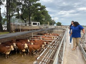 Vencedores do Concurso de Carcaça – Edição Especial Mundial Braford RAM IESA são anunciados