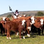 Genética de excelência marca a parada na Estância Bela Vista do Mundial Braford