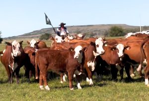 Genética de excelência marca a parada na Estância Bela Vista do Mundial Braford