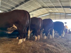 Animais começam a chegar ao Parque Assis Brasil para o 9º Congresso Mundial Braford e Nacional Hereford