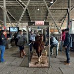 Início do julgamento de admissão no 9º Congresso Mundial Braford | RAM IESA e Exposição Nacional