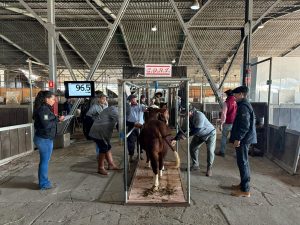 Início do julgamento de admissão no 9º Congresso Mundial Braford | RAM IESA e Exposição Nacional