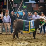 Fazenda de São Gabriel leva Grandes Campeonatos terneiro e terneira argola no Mundial Braford