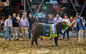 Fazenda de São Gabriel leva Grandes Campeonatos terneiro e terneira argola no Mundial Braford