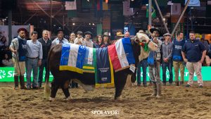 Fazenda de Santa Catarina é destaque na modalidade argola do Mundial Braford