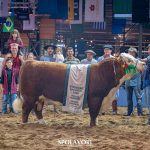 Encerramento da Nacional Hereford consagra os grandes campeões adultos de argola
