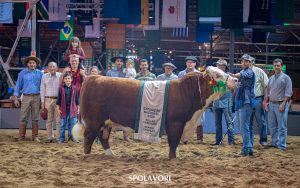 Encerramento da Nacional Hereford consagra os grandes campeões adultos de argola