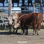 Exposição Nacional Hereford começa em Esteio com julgamento de terneiros rústicos
