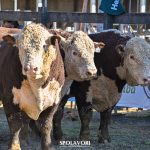 Conheça os campeões rústicos da Exposição Nacional Hereford