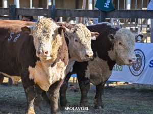 Conheça os campeões rústicos da Exposição Nacional Hereford