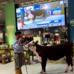 Leilão Nacional Hereford movimenta exposição