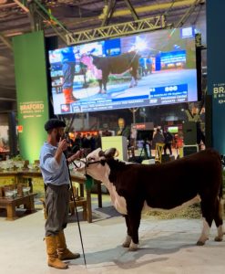 Leilão Nacional Hereford movimenta exposição