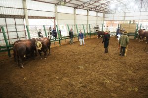 Conheça os campeões da 23ª Exposição Feira de Outono de Uruguaiana
