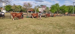 Estão abertas as inscrições para a 23ª Exposição Feira de Outono de Uruguaiana – 16ª Copa Incentivo do Núcleo Fronteira Oeste de Hereford e Braford