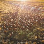 Gira Internacional Hereford confirma importância da raça no Mercosul