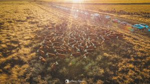 Gira Internacional Hereford confirma importância da raça no Mercosul