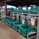 Manhã gelada marca pesagem da Prova de Eficiência Alimentar da ABHB