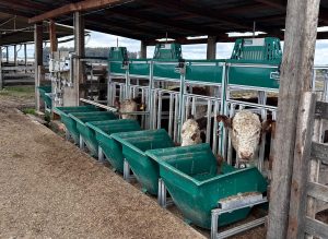 Manhã gelada marca pesagem da Prova de Eficiência Alimentar da ABHB