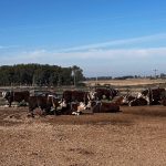 PEA e PEG: A integração entre produtividade e impacto ambiental na pecuária
