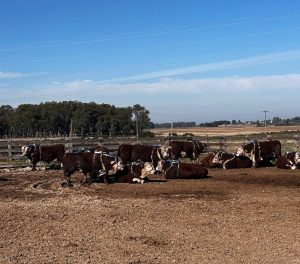 PEA e PEG: A integração entre produtividade e impacto ambiental na pecuária
