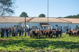 Criatório de Arambaré se destaca em Prova de Eficiência Alimentar Hereford e Braford