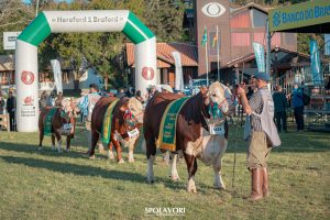 Expointer marcará o início da coleta para o novo Projeto Genômico em Campeões da ABHB