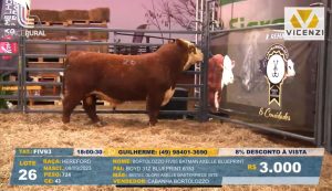 Genética Hereford é valorizada em leilão da Cabanha Bortolozzo