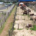 4º Leilão Hereford e Braford De Alma Serrana reforça qualidade genética dos Campos de Cima da Serra