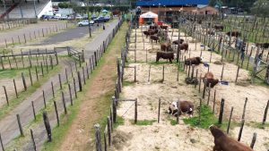 4º Leilão Hereford e Braford De Alma Serrana reforça qualidade genética dos Campos de Cima da Serra
