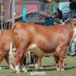 ABHB mais uma vez registra maior representatividade em bovinos de corte para a Expointer