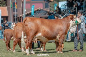 ABHB mais uma vez registra maior representatividade em bovinos de corte para a Expointer