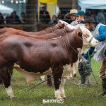 ABHB abre inscrição para Exposições de Primavera