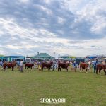Primeiro dia de julgamentos da Expointer reúne animais de destaque das raças Hereford e Polled Hereford