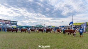 Primeiro dia de julgamentos da Expointer reúne animais de destaque das raças Hereford e Polled Hereford