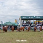 Segundo dia de julgamentos da ABHB na Expointer tem protagonismo dos animais Braford de argola