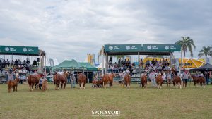 Segundo dia de julgamentos da ABHB na Expointer tem protagonismo dos animais Braford de argola