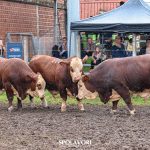 Julgamento dos Rústicos da Raça Braford encerra programação animal na 48ª Expointer
